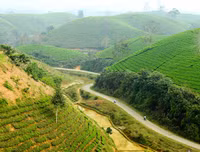 [ẢNH] Hút mắt những đồi chè xanh, đẹp như bích họa