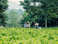 [ẢNH] Hút mắt những đồi chè xanh, đẹp như bích họa