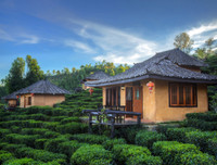 [ẢNH] Hút mắt những đồi chè xanh, đẹp như bích họa