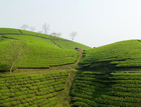 [ẢNH] Hút mắt những đồi chè xanh, đẹp như bích họa