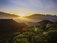 [ẢNH] Hút mắt những đồi chè xanh, đẹp như bích họa