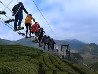 [ẢNH] Hút mắt những đồi chè xanh, đẹp như bích họa