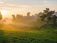 [ẢNH] Hút mắt những đồi chè xanh, đẹp như bích họa