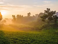 [ẢNH] Hút mắt những đồi chè xanh, đẹp như bích họa