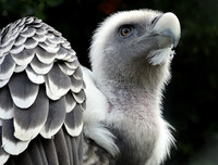 [ẢNH] Những loài chim bay cao không tưởng khiến con người phải kinh ngạc