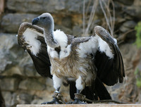 [ẢNH] Những loài chim bay cao không tưởng khiến con người phải kinh ngạc