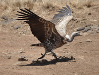 [ẢNH] Những loài chim bay cao không tưởng khiến con người phải kinh ngạc