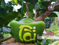 [ẢNH] Lạ mắt trái cây Tết mang ngoại hình 