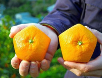 [ẢNH] Lạ mắt trái cây Tết mang ngoại hình 