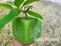 [ẢNH] Lạ mắt trái cây Tết mang ngoại hình 