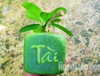 [ẢNH] Lạ mắt trái cây Tết mang ngoại hình 