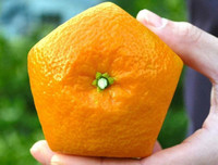 [ẢNH] Lạ mắt trái cây Tết mang ngoại hình 