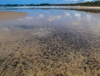 [ẢNH] Những bức hình đầy ám ảnh về ô nhiễm môi trường biển ở Brazil