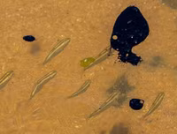 [ẢNH] Những bức hình đầy ám ảnh về ô nhiễm môi trường biển ở Brazil