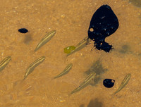 [ẢNH] Những bức hình đầy ám ảnh về ô nhiễm môi trường biển ở Brazil