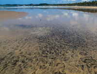 [ẢNH] Những bức hình đầy ám ảnh về ô nhiễm môi trường biển ở Brazil