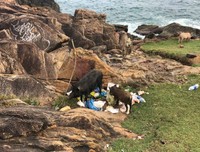 [ẢNH] Những bức ảnh đẹp lung linh đến khó tin sau khi rác rưởi được dọn dẹp