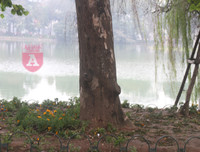 [ẢNH] Phố đi bộ Bờ hồ trụi cây sau một đêm countdown người 