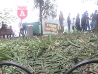 [ẢNH] Phố đi bộ Bờ hồ trụi cây sau một đêm countdown người 