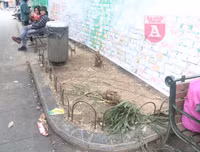 [ẢNH] Phố đi bộ Bờ hồ trụi cây sau một đêm countdown người 