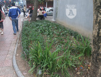 [ẢNH] Phố đi bộ Bờ hồ trụi cây sau một đêm countdown người 