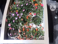 [ẢNH] Phố đi bộ Bờ hồ trụi cây sau một đêm countdown người 