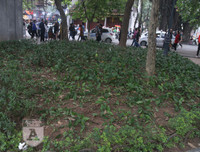 [ẢNH] Phố đi bộ Bờ hồ trụi cây sau một đêm countdown người 