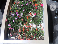 [ẢNH] Phố đi bộ Bờ hồ trụi cây sau một đêm countdown người 