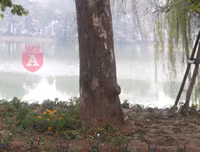 [ẢNH] Phố đi bộ Bờ hồ trụi cây sau một đêm countdown người 