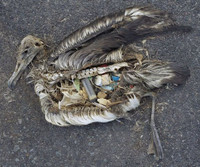 [ẢNH] Rác thải nhựa đang giết chết động vật như thế nào?