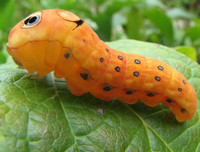 [ẢNH] Chiêm ngưỡng 