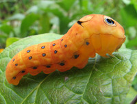 [ẢNH] Chiêm ngưỡng 