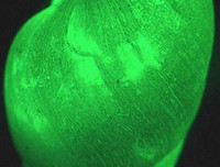 [ẢNH] Bất ngờ trước khả năng tự phát sáng của một số loài sinh vật