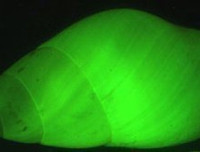 [ẢNH] Bất ngờ trước khả năng tự phát sáng của một số loài sinh vật