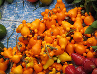 [ẢNH] Sính của lạ, dân Thủ đô mua nhầm cả 