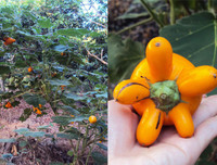 [ẢNH] Sính của lạ, dân Thủ đô mua nhầm cả 