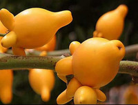 [ẢNH] Sính của lạ, dân Thủ đô mua nhầm cả 