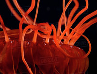 [ẢNH] Bất ngờ trước khả năng tự phát sáng của một số loài sinh vật