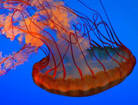 [ẢNH] Bất ngờ trước khả năng tự phát sáng của một số loài sinh vật