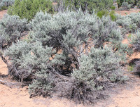 [ẢNH] Phản ứng lạ của các loài cây khi bị tác động