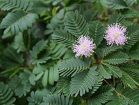 [ẢNH] Phản ứng lạ của các loài cây khi bị tác động