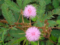 [ẢNH] Phản ứng lạ của các loài cây khi bị tác động