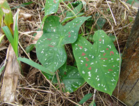 [ẢNH] Phản ứng lạ của các loài cây khi bị tác động