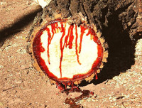 [ẢNH] Phản ứng lạ của các loài cây khi bị tác động