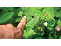 [ẢNH] Phản ứng lạ của các loài cây khi bị tác động