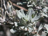 [ẢNH] Phản ứng lạ của các loài cây khi bị tác động