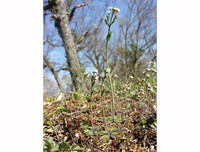 [ẢNH] Phản ứng lạ của các loài cây khi bị tác động