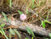 [ẢNH] Phản ứng lạ của các loài cây khi bị tác động