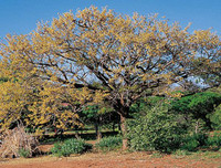 [ẢNH] Phản ứng lạ của các loài cây khi bị tác động