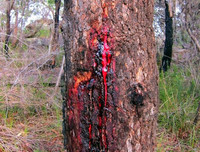 [ẢNH] Phản ứng lạ của các loài cây khi bị tác động